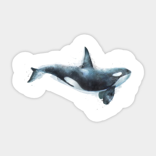 Orca Sticker by Amy Hamilton